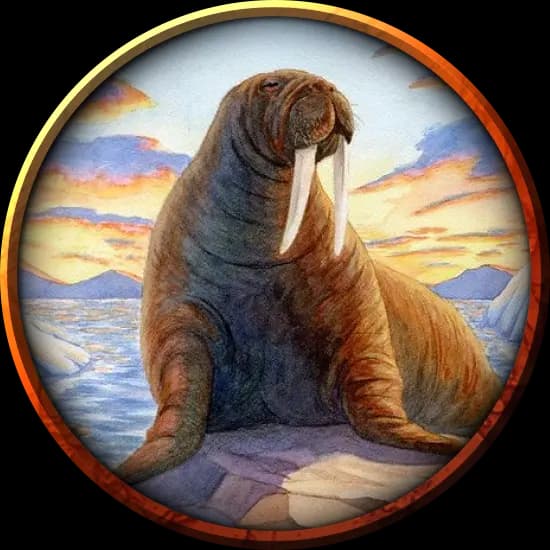 Морж